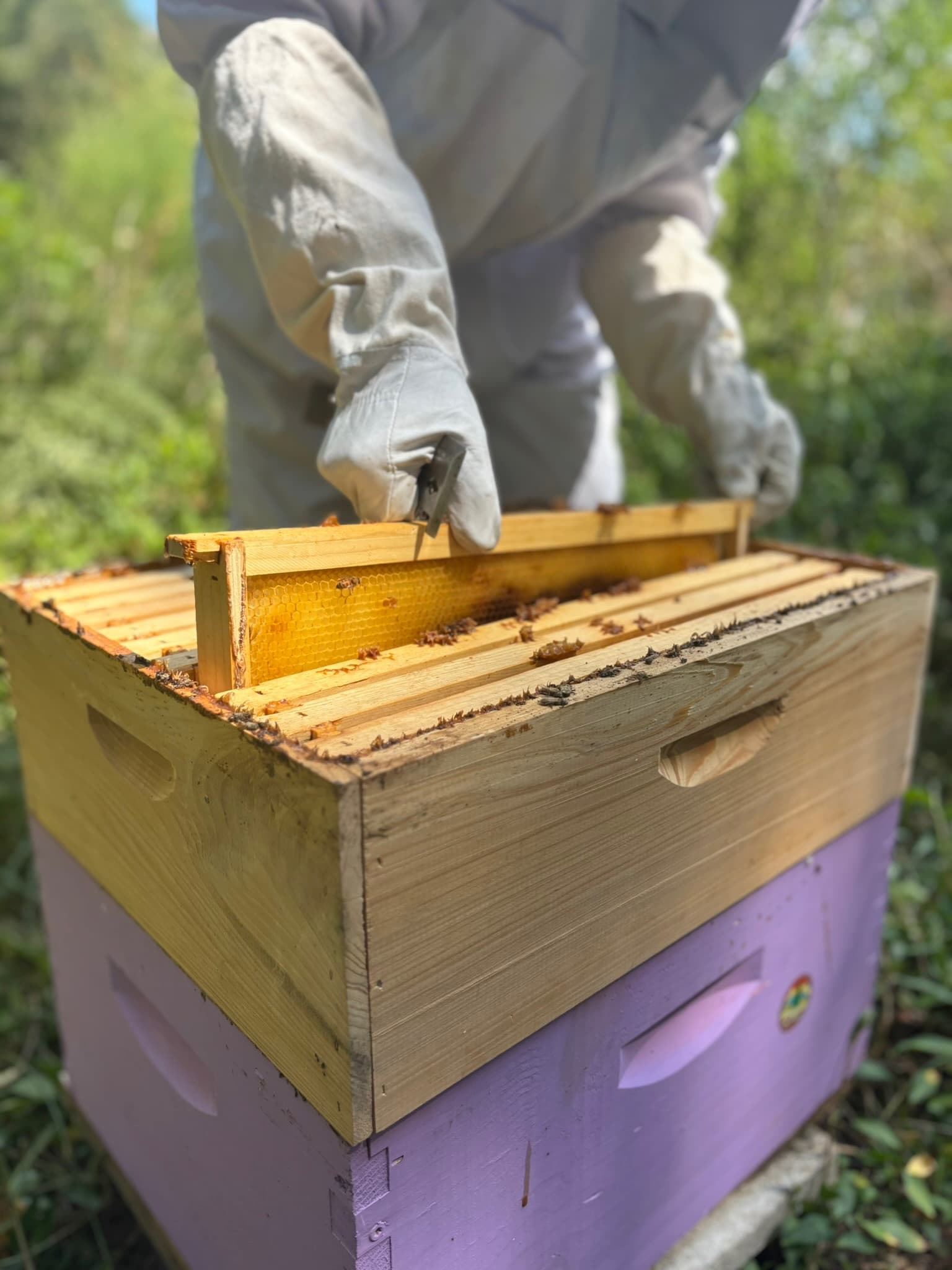 Inspecting a beehive